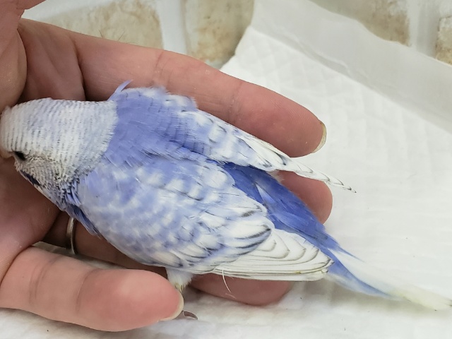 爽やか系、スパングルブルーセキセイインコ セキセイインコ