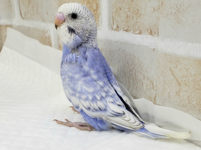 爽やか系、スパングルブルーセキセイインコ セキセイインコ