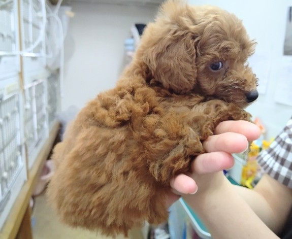 トイプードル