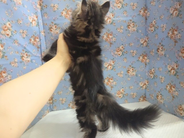 スコティッシュフォールド