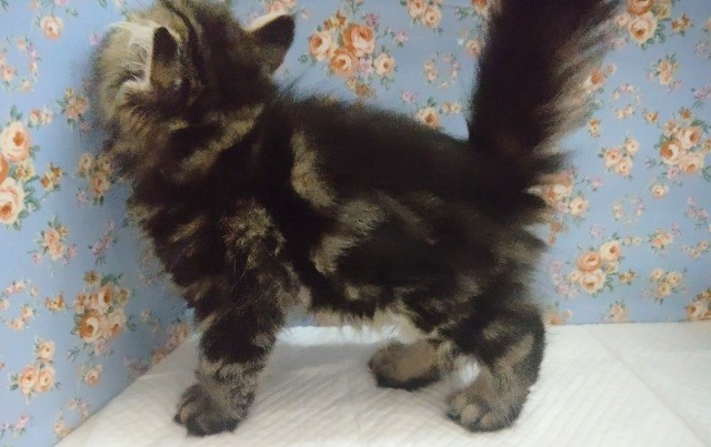 スコティッシュフォールド