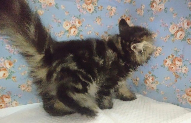 スコティッシュフォールド