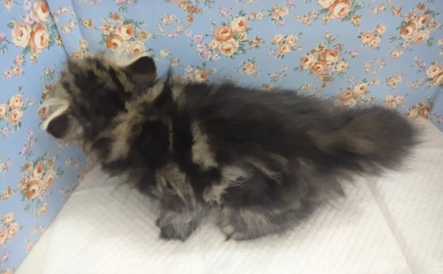 スコティッシュフォールド