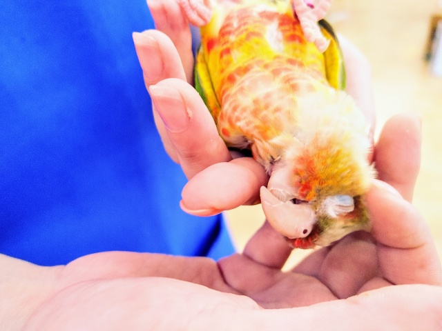 ホオミドリウロコインコ