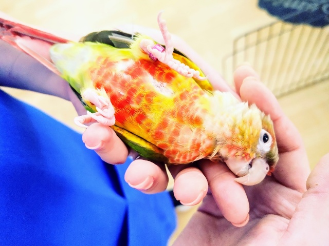 ホオミドリウロコインコ