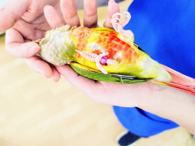 ホオミドリウロコインコ