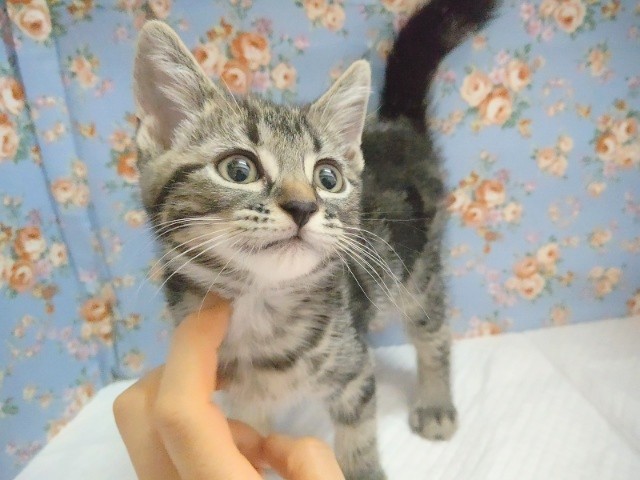 アメリカンショートヘア