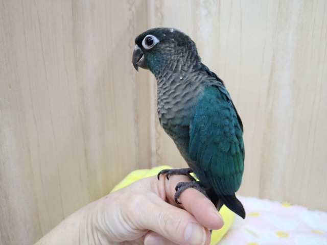 ホオミドリウロコインコ