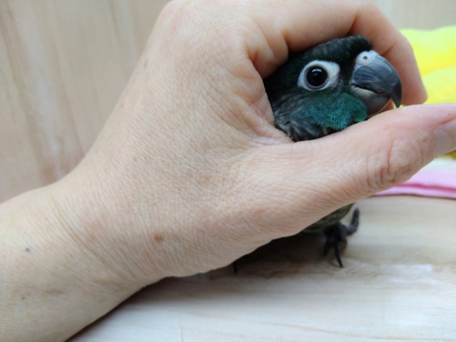 ホオミドリウロコインコ