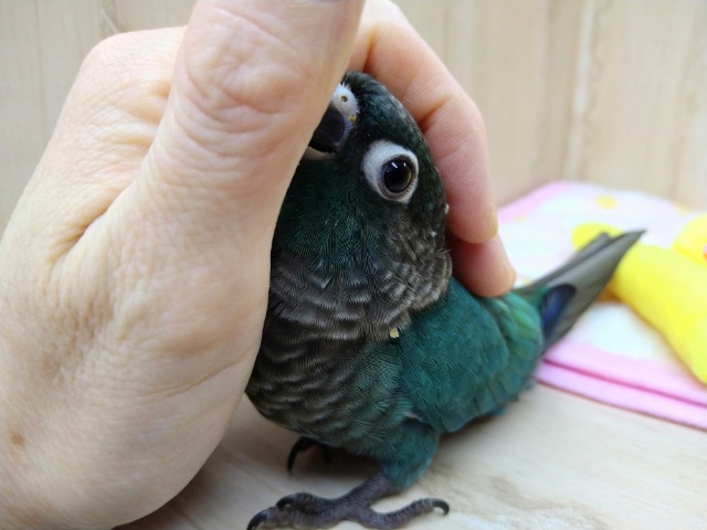 ホオミドリウロコインコ