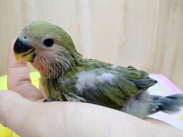 コザクラインコ（小桜インコ）