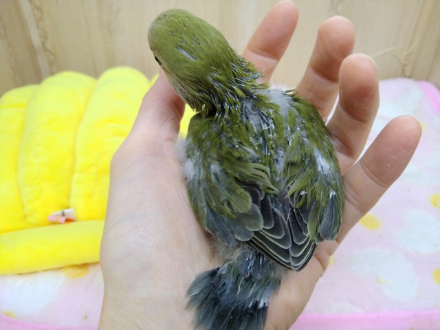 コザクラインコ（小桜インコ）