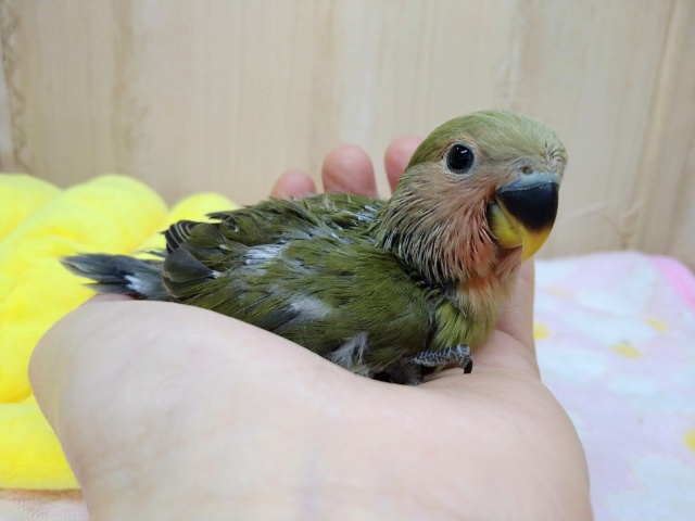 コザクラインコ（小桜インコ）