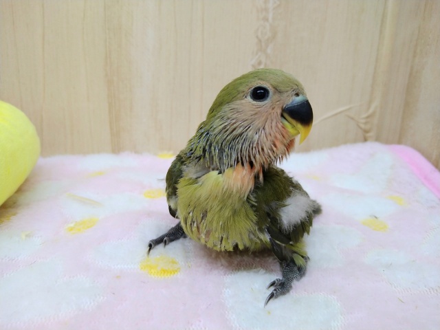 コザクラインコ（小桜インコ）