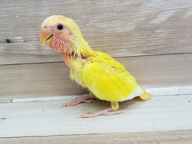 コザクラインコ（小桜インコ）