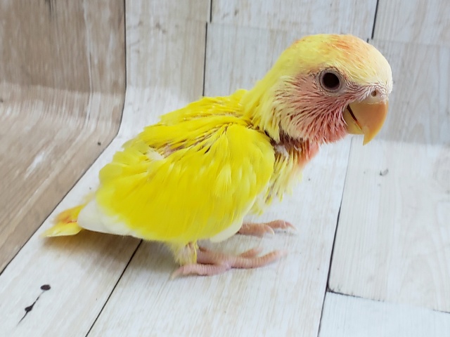 コザクラインコ（小桜インコ）