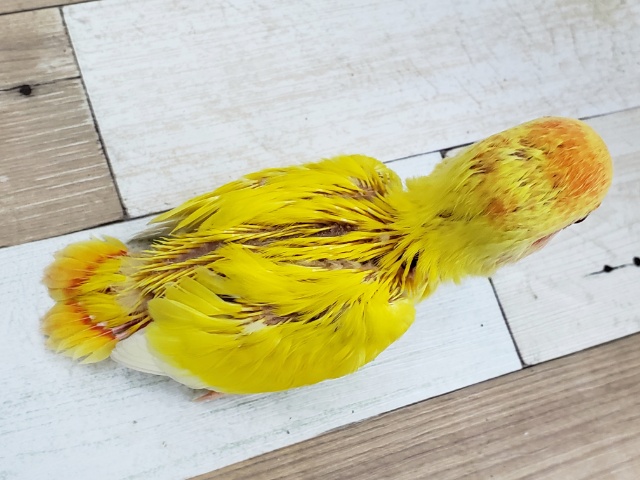 コザクラインコ（小桜インコ）