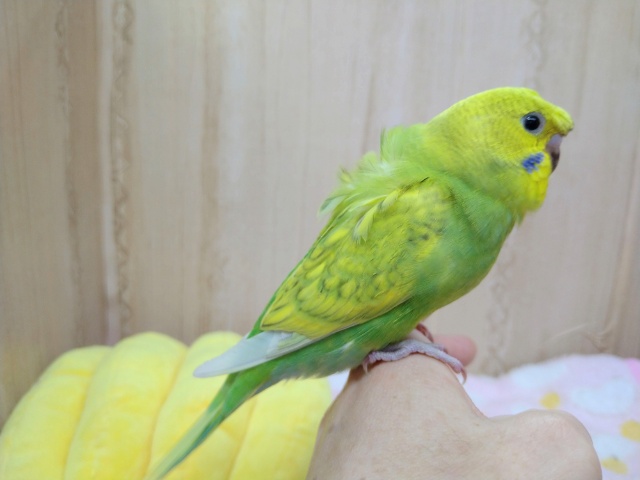 羽衣セキセイインコ