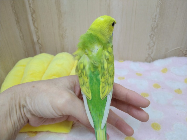 羽衣セキセイインコ