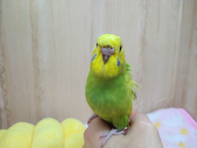 羽衣セキセイインコ