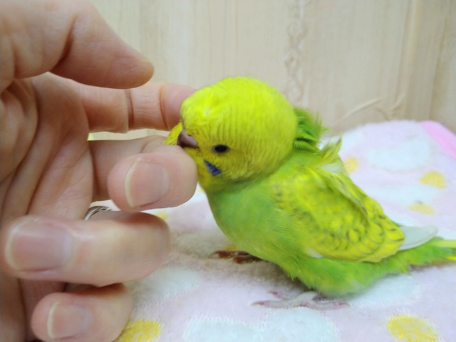 羽衣セキセイインコ