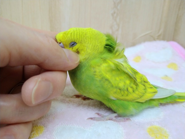 羽衣セキセイインコ