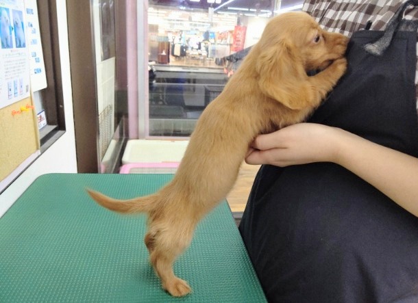 ミニチュアダックス