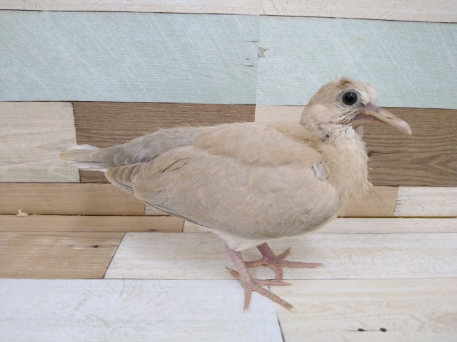 ジュズカケバト