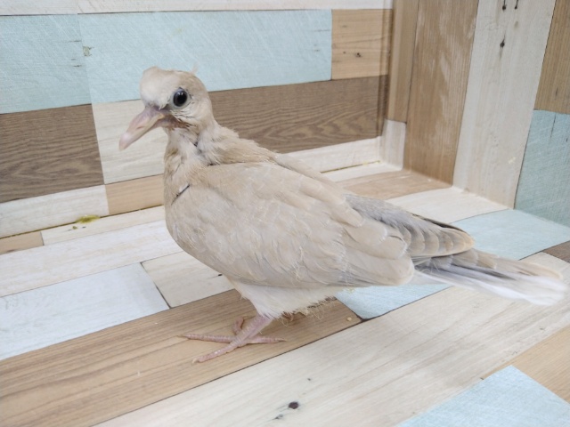 ジュズカケバト