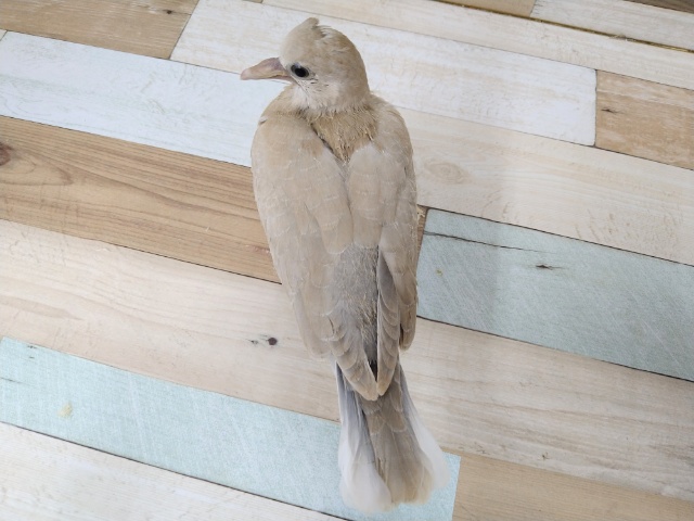 ジュズカケバト