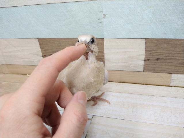 ジュズカケバト