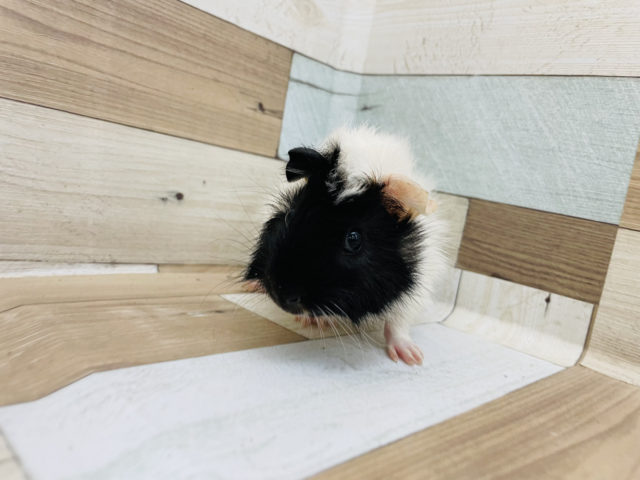 アビシニアンモルモット