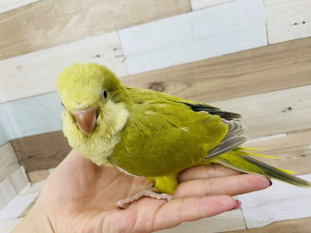 オキナインコ