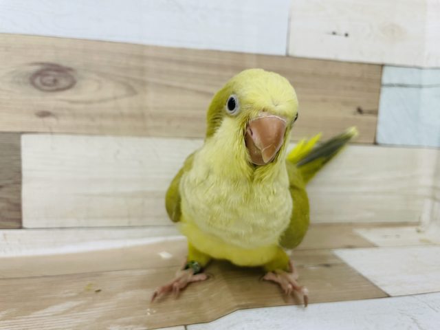 オキナインコ