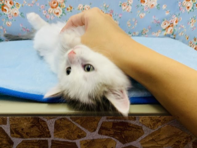 ノルウェージャンフォレストキャット