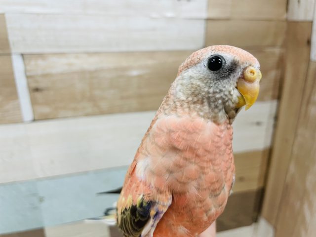 アキクサインコ（秋草インコ）