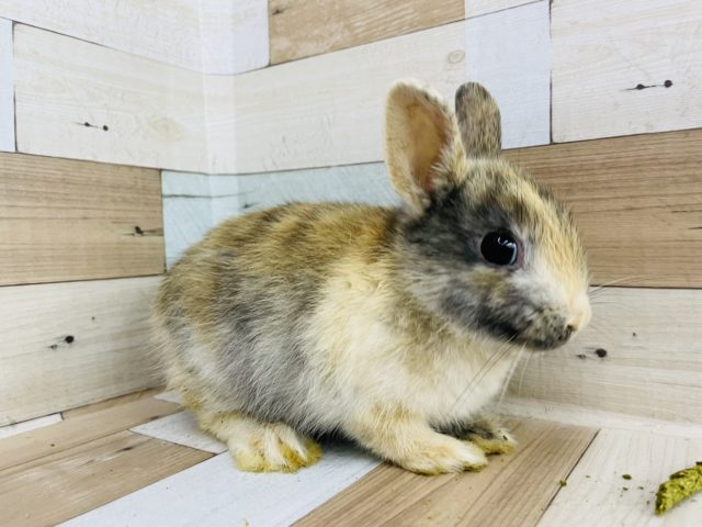 ネザーランドドワーフ