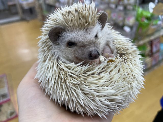 ハリネズミ（ヨツユビハリネズミ）