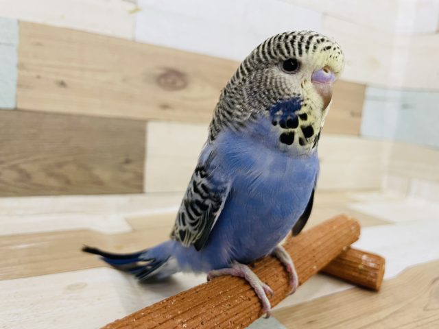 ジャンボセキセイインコ