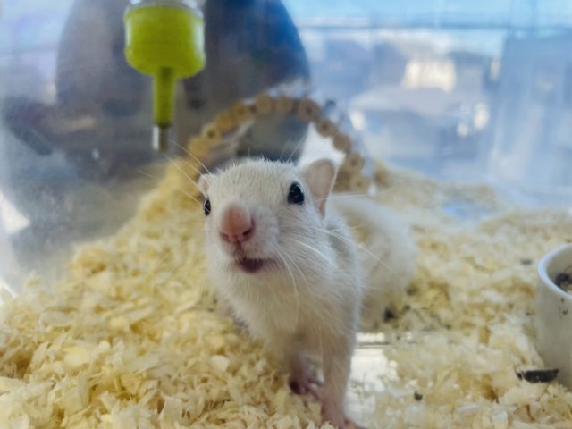 ホワイトシマリス