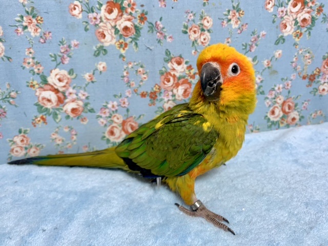 コガネメキシコインコ