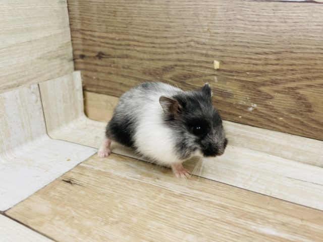 ドワーフハムスターの1種