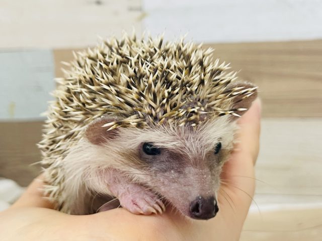 ハリネズミ（ヨツユビハリネズミ）