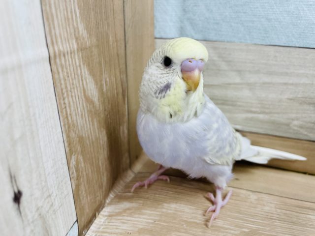 ジャンボセキセイインコ