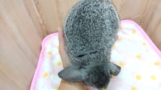 ロップイヤーラビット