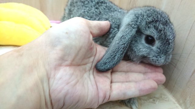 ロップイヤーラビット
