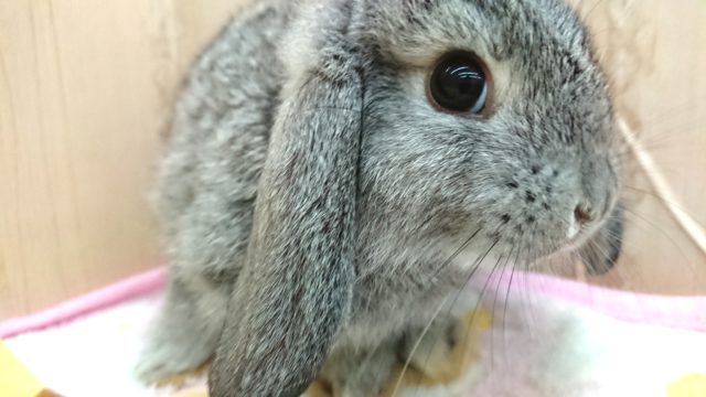 ロップイヤーラビット