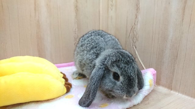 ロップイヤーラビット
