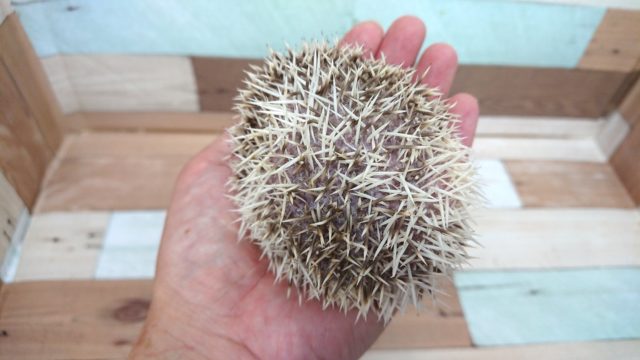 ハリネズミ（ヨツユビハリネズミ）