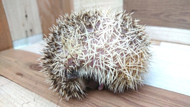 ハリネズミ（ヨツユビハリネズミ）